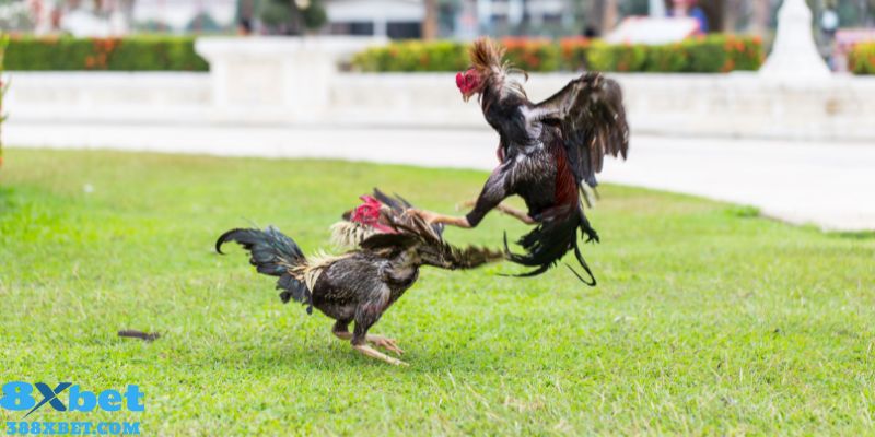 Link chọi kê cựa sắt kịch tính