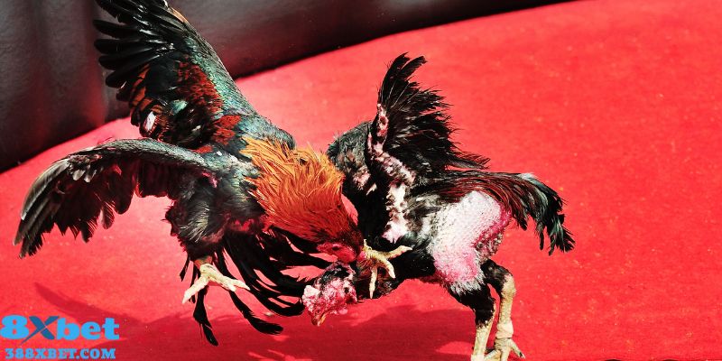 Những thể loại đá gà trực tiếp hôm nay c2 được yêu thích nhất